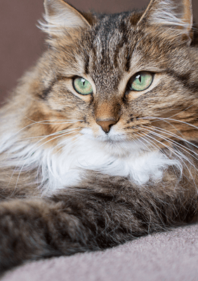 anothercat