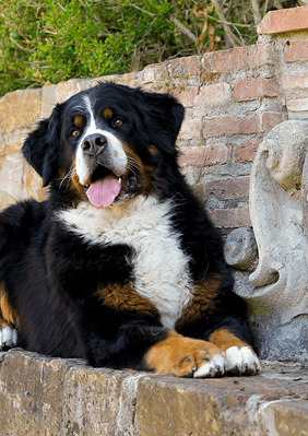 anotherdog