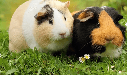 animals